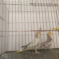 هلندی عروس نر و ماده.جفت