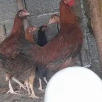 جوجه محلی ۳ماهه و۱ماهه