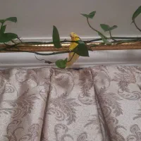 مرغ عشق ماده|پرنده|شاهرود, |دیوار