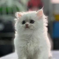 مجموعه گربههای فسقلی ( کانال میوهاپ )|گربه|خرمآباد, |دیوار