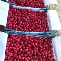 فروش آلبالو مجاری وگیلاس تکدانه