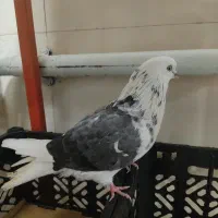 یک عدد کبوتر