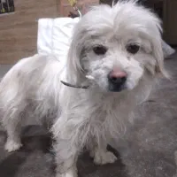 سگ شیتزو عروسکی  مهربان حرف گوش کن ودل رحم