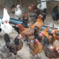 فروش مرغ تخم گذار. گلین ،برهما،براکل،گلپایگانی