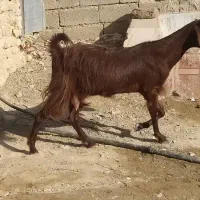 بز دوقلو زا با بچه هاش|حیوانات مزرعه|سراوان, |دیوار