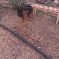 سگ ژرمن و اشپیدز