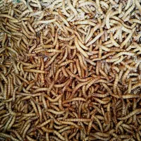 کرم میلورم زنده وخشک|خزنده|مشهد, یوسفیه (شهرک غرب)|دیوار