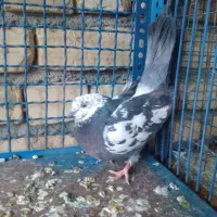 کبوتر|پرنده|جرقویه, |دیوار