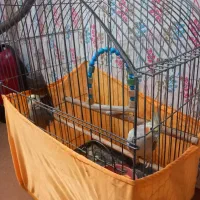 عروس هلندی نر و ماده تخم گذار|پرنده|قزوین, |دیوار