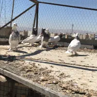 ۷ عدد کبوتر طوقی|پرنده|شیراز, دلجو|دیوار