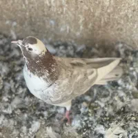 ۳ عدد کبوتر غریبگیری عالی|پرنده|شهریار, شهریار|دیوار