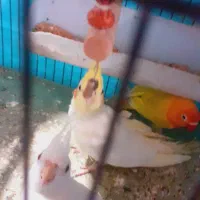 عروس هلندی لوتینوی اهلی 6 ماهه|پرنده|آذرشهر, |دیوار