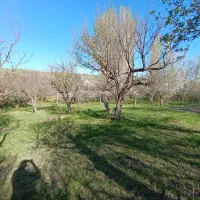 باغ میوه
