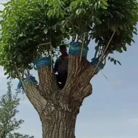 پیوند گردو و کارشناسی تخصصی باغات