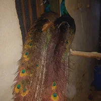 طاووس مصری نر و ماده سه ساله|پرنده|تهران, شیراز|دیوار