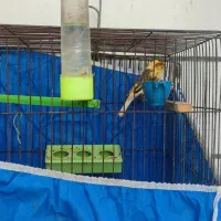 قناری مست مست شلاقی.