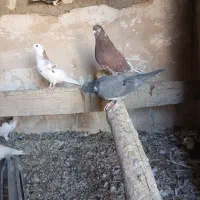 کبوتر پرشی|پرنده|شاهین دژ, |دیوار