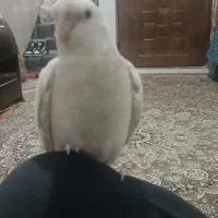 پرنده گم شده