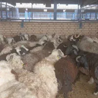 فروش گوسفند افشار زنجان و ارومیه و...|حیوانات مزرعه|کهریزک, |دیوار