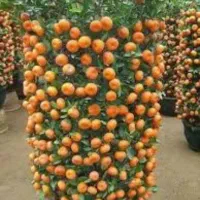 سم پاشی باغ و ویلا.هرس وعلف تراشی با دستگاه|خدمات باغبانی و درختکاری|عباس‌آباد, |دیوار