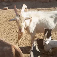 نر سانن اصل و کهره  سانن