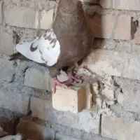 جفت سینه ای