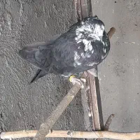 پرش کفتر