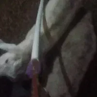 بزز|حیوانات مزرعه|بناب, |دیوار