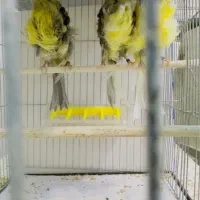 قناری فر آجی ۲۰۲۵|پرنده|یزد, |دیوار