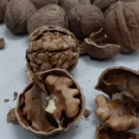 گردوفسنجونی مغزقهوه ای