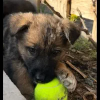 واگذاری طوله ژرمن نر