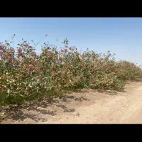 پنج حبه آب شیرین وسه هکتار باغ پسته ثمری کاظم آباد