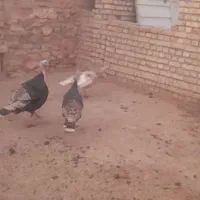 بوقلمون|حیوانات مزرعه|زاوه, |دیوار