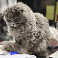 گربه اسکاتیش طوسی آروم