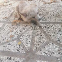 توله پاکوتاه گوش تیز سایز ریزه