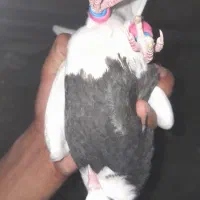 جوجه  طوقی|پرنده|مشهد, کلاته برفی|دیوار