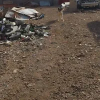 سگ نگهبان|سگ|زرند, |دیوار