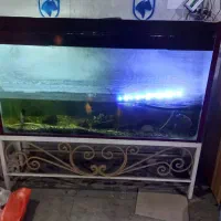 آکواریوم با ماهی و وسایل