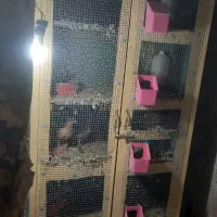 جفتگاه گنجه