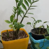 سه عدد گلدان دو تا پیچک و یه عدد زامفوفیا