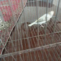 قناری ماده جفتی سهره|پرنده|ملایر, |دیوار