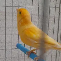 قناری نر پرتقالی