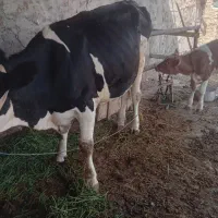 گاو