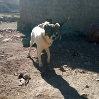 سگ سرابی|سگ|خواجه, |دیوار