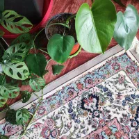 انواع گل|گل و گیاه طبیعی|فولادشهر, B2|دیوار