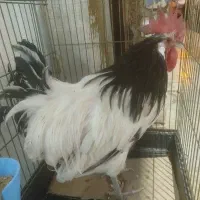 خروس لکوندز
