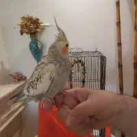 عروس هلندی|پرنده|تهران, بنی‌هاشم|دیوار