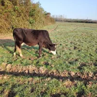 گاو چالوسی باگوساله ماده