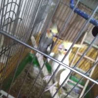 عروس هلندی|پرنده|قرچک, قشلاق جیتو|دیوار