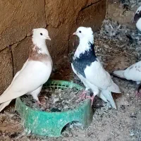 کفتر رنگی . طوقی .پلاکی|پرنده|رامشیر, |دیوار